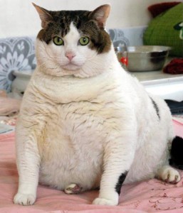 fat cat